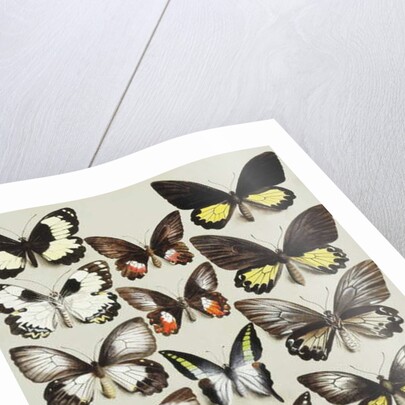 Fifteen Swallowtail butterflies in three columns by Marian Ellis Rowan