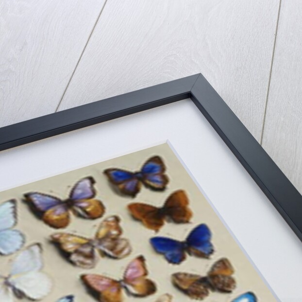 A packed plate of sixty-two butterflies by Marian Ellis Rowan