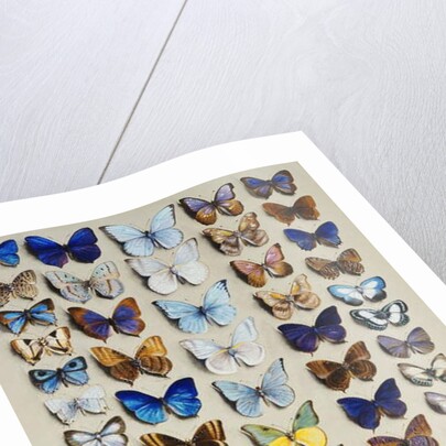 A packed plate of sixty-two butterflies by Marian Ellis Rowan