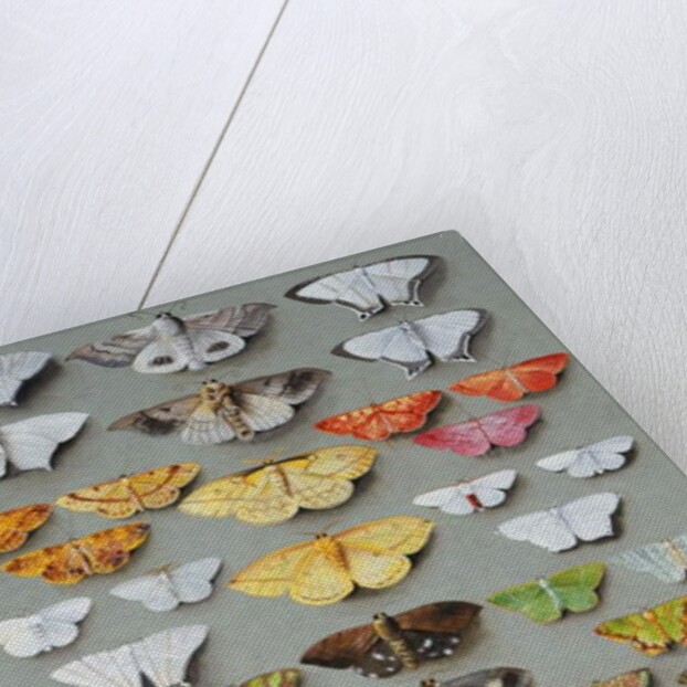 Sixty-three Moths, arranged inthree or five irregular columns by Marian Ellis Rowan