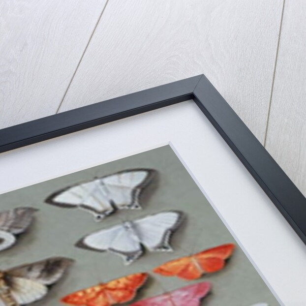 Sixty-three Moths, arranged inthree or five irregular columns by Marian Ellis Rowan