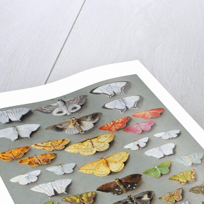 Sixty-three Moths, arranged inthree or five irregular columns by Marian Ellis Rowan