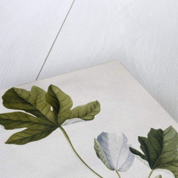 Papaya, by Georg Dionysius Ehret