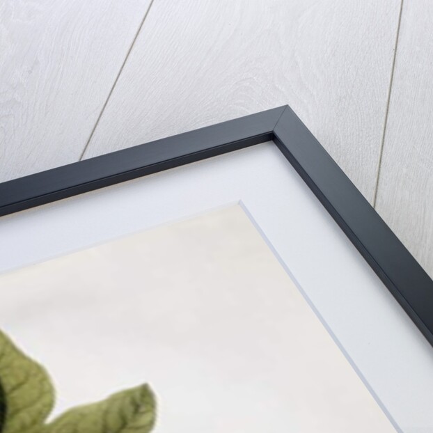 Papaya, by Georg Dionysius Ehret