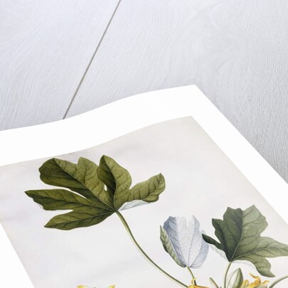 Papaya, by Georg Dionysius Ehret