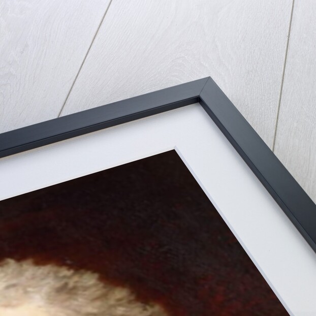 Portrait of a Gentleman, Half-Length, in a Brown and White Stock, a Red Curtain Behind by John Hoppner