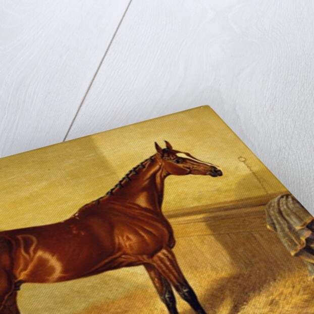 Orlando, a Bay Racehorse in a Loosebox, 1845 by John Frederick Herring Snr