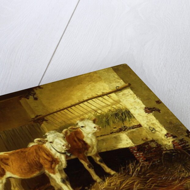 Two Calves in a Barn by Walter Hunt