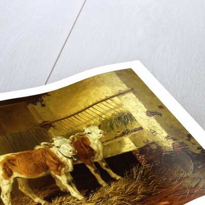 Two Calves in a Barn by Walter Hunt