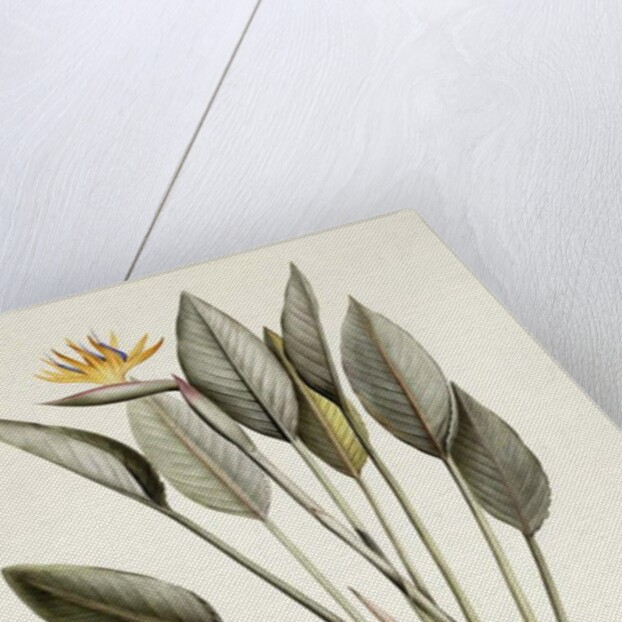 Bird of Paradise; Strelitzia Reginae by Pierre Joseph Redouté