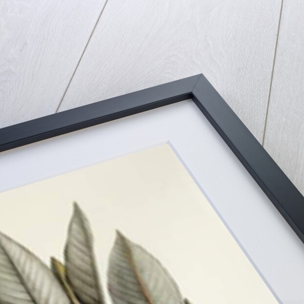 Bird of Paradise; Strelitzia Reginae by Pierre Joseph Redouté