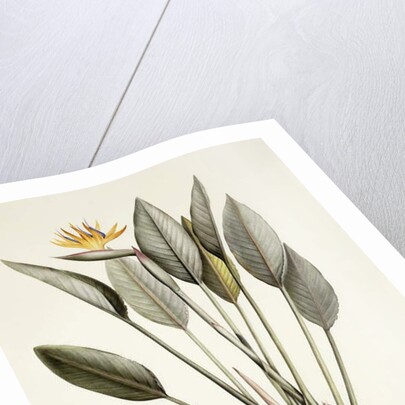 Bird of Paradise; Strelitzia Reginae by Pierre Joseph Redouté