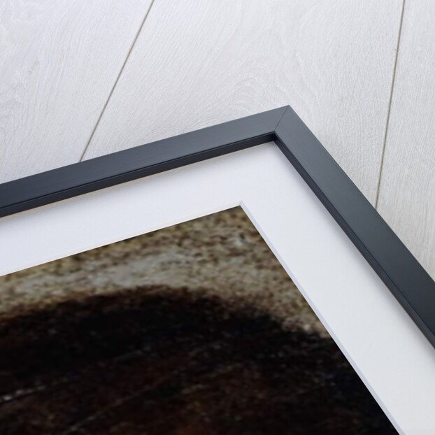 Head of a Boy by Northern Italian School