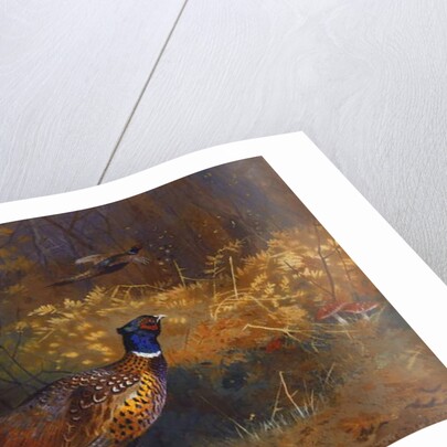 A Cock and Hen Pheasant at the Edge of a Wood, 1897 by Archibald Thorburn