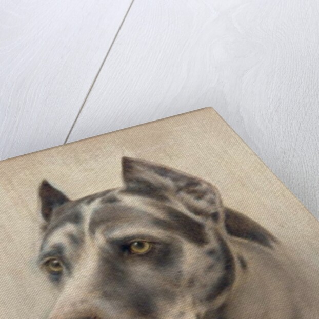 The Head of a Doberman by Wilhelm Schwar