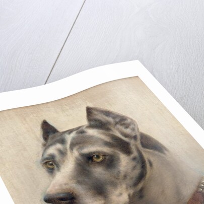 The Head of a Doberman by Wilhelm Schwar