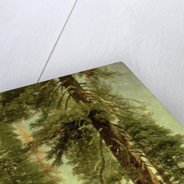 California Redwoods by Albert Bierstadt