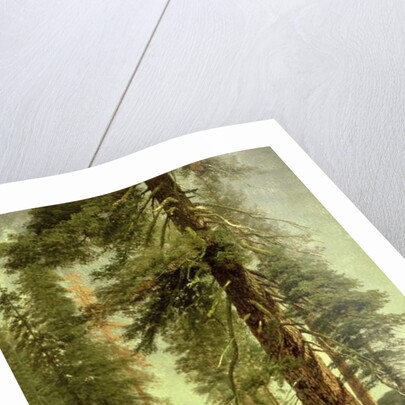 California Redwoods by Albert Bierstadt
