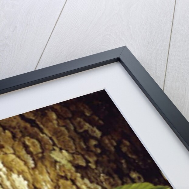 Apples and Tree Trunk, 1891 by Levi Wells Prentice