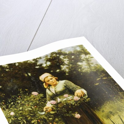 Gathering Roses by Daniel Ridgway Knight