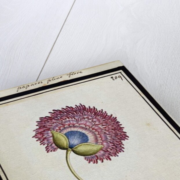 Double Poppy, c.1700 by French School