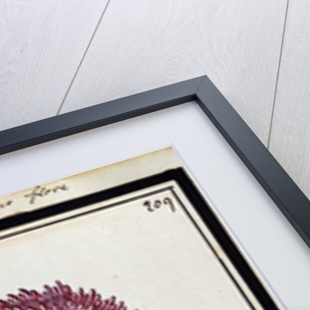 Double Poppy, c.1700 by French School