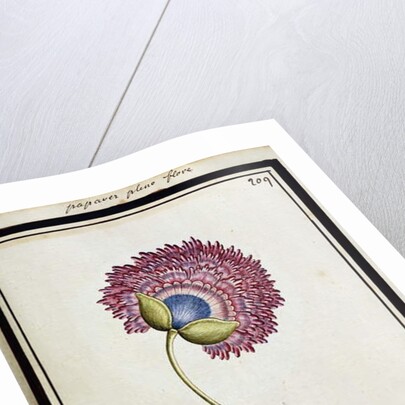 Double Poppy, c.1700 by French School