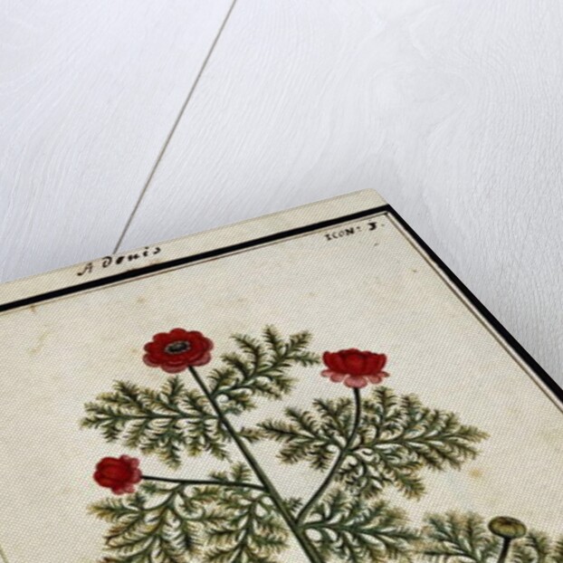 Red Adonis, c.1700 by French School