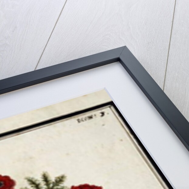 Red Adonis, c.1700 by French School