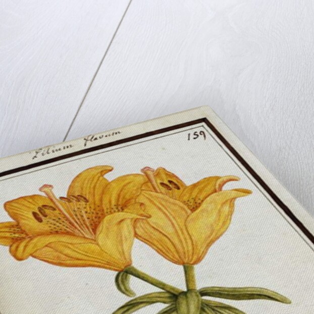 Yellow Lily, c.1700 by French School
