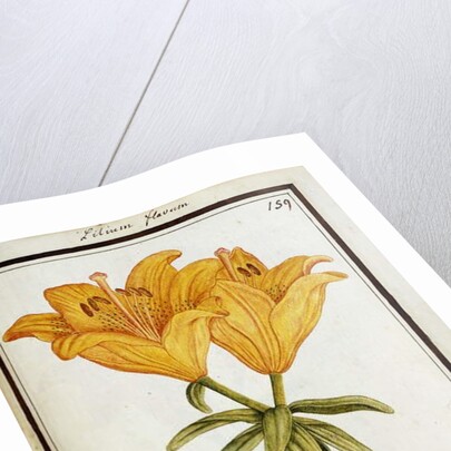 Yellow Lily, c.1700 by French School