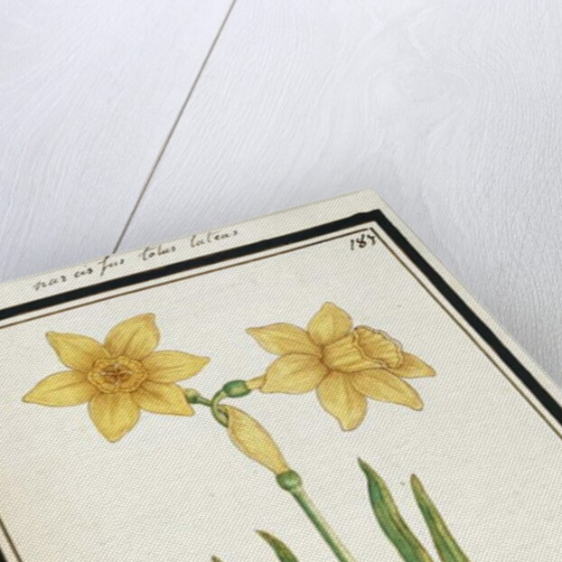 Bouquet Narcissus, c.1700 by French School