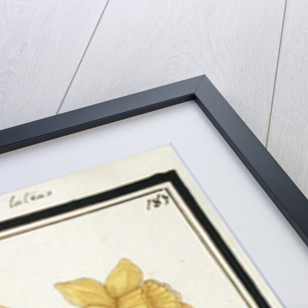 Bouquet Narcissus, c.1700 by French School