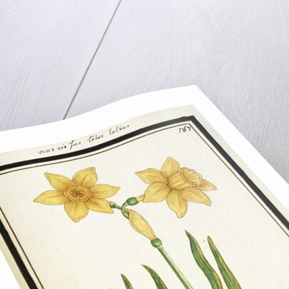 Bouquet Narcissus, c.1700 by French School