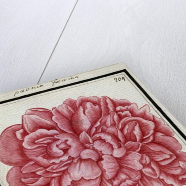 Female Peony, c.1700 by French School