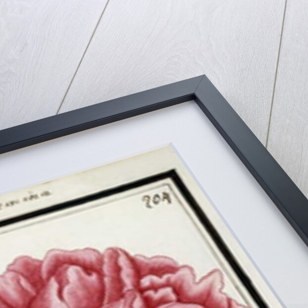 Female Peony, c.1700 by French School