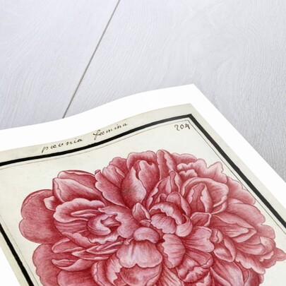 Female Peony, c.1700 by French School