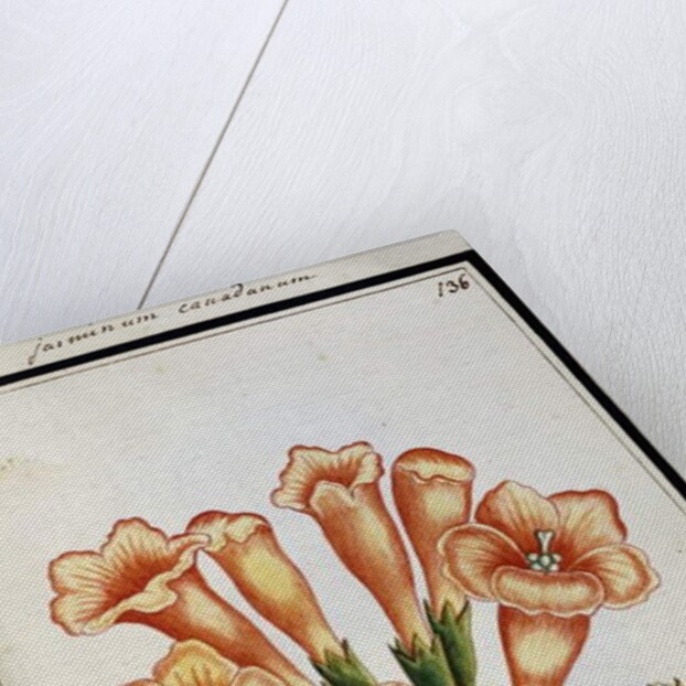 Canadian Jasmine, c.1700 by French School