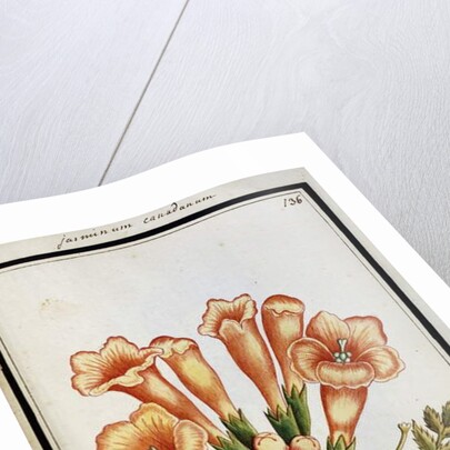 Canadian Jasmine, c.1700 by French School