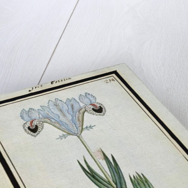 Persian Iris, c.1700 by French School