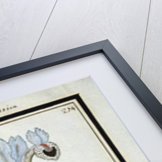 Persian Iris, c.1700 by French School