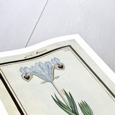 Persian Iris, c.1700 by French School