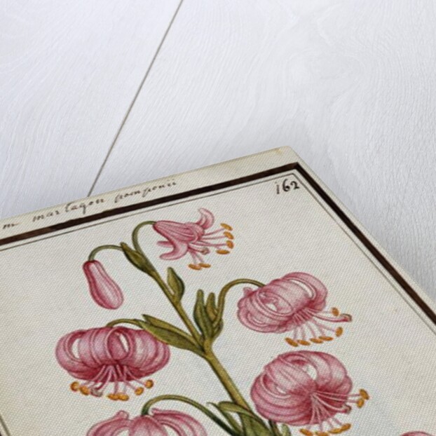 Martagon Lily, c.1700 by French School