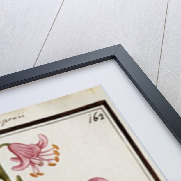 Martagon Lily, c.1700 by French School