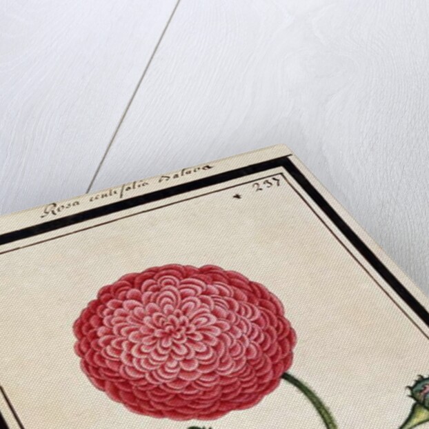 Dutch Rose, c.1700 by French School