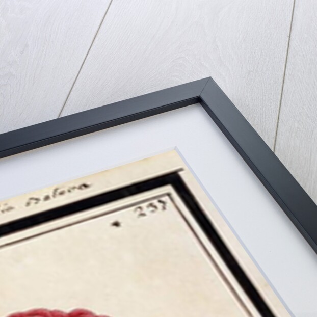 Dutch Rose, c.1700 by French School