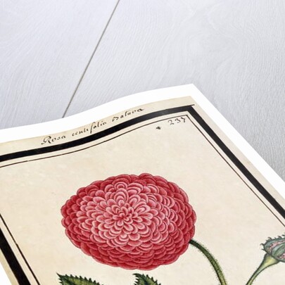 Dutch Rose, c.1700 by French School