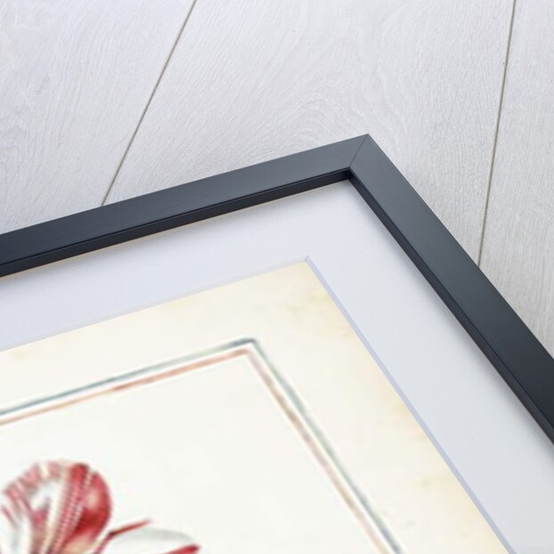 Tulips, 18th century by French School