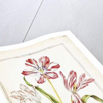 Tulips, 18th century by French School