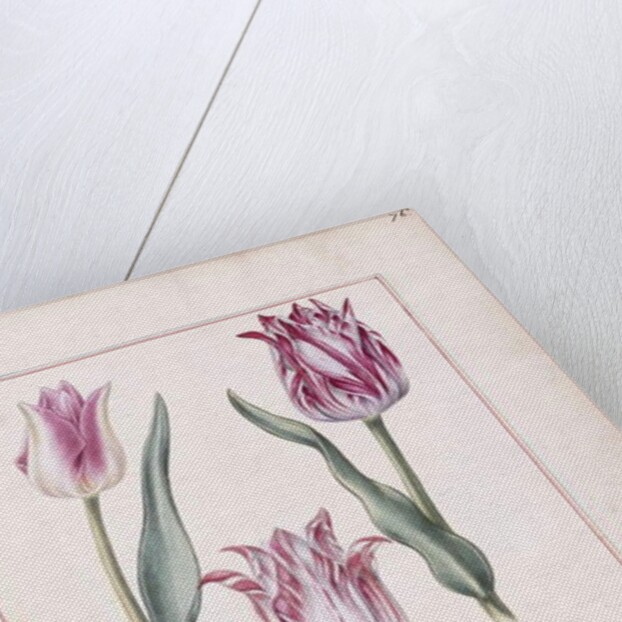 Tulips, 18th century by French School